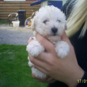 Hier was de eerste kennis making met didi, Ze was toen 6 weken