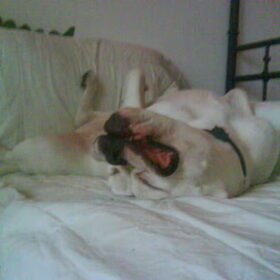 Hondenfoto van Lady,,,Melissa,,,Rocco