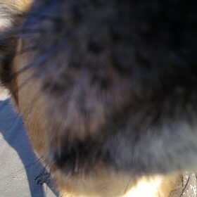 Husse husse husse overal steek in mijn grijze mondje tussen :)