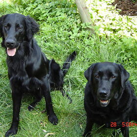 Hondenfoto van Stephanie & Tysen