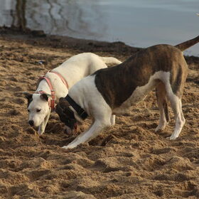 Lady en Bo