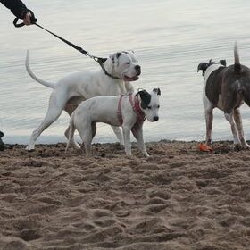 Shadow,Lady en Bo ook van HP