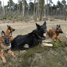 Hondenfoto van De Mecheltjes clan