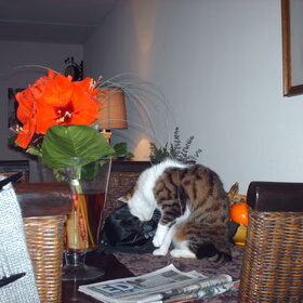 Hondenfoto van liesbeth,Turbo,Luna, Levi en Faith
