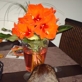 Hondenfoto van liesbeth,Turbo,Luna, Levi en Faith