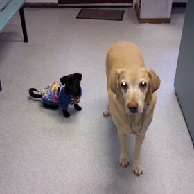 Hondenfoto van Yuki & Shadow