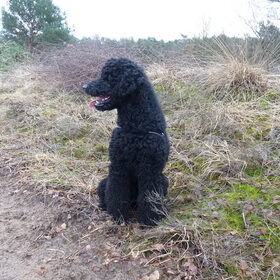 Hondenfoto van Mirjam en Curly Koda 