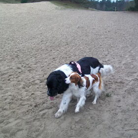 kooikerwandeling biezenmortel