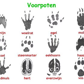 Hondenfoto van Eef en Tjibbe