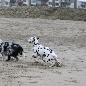 Actie op het strand!