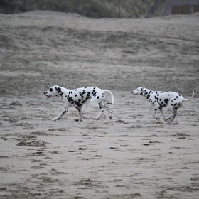 Nala spelend met Sky, van HP.