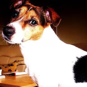 Lobke, mijn jack russel die op 8 jarige leeftijd overleed aan…