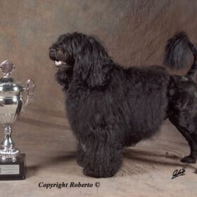 American Dancer's Magic Thunder met zijn 3e Best in Show trofee…