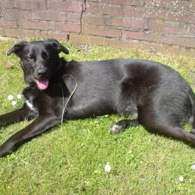 Eefke als volwassen hond.