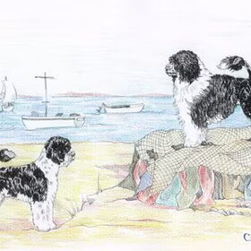 De Portugese waterhond kent 2 modellen. De traditionele Lion…