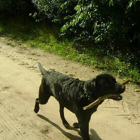 met stok