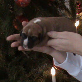 Darcy - Eerste dagen