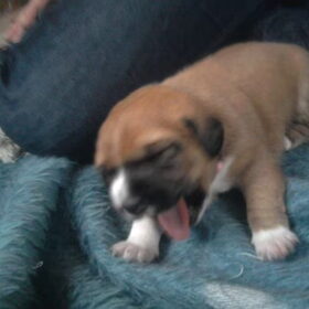 Darcy - Eerste dagen