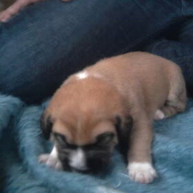 Darcy - Eerste dagen
