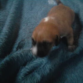 Darcy - Eerste dagen