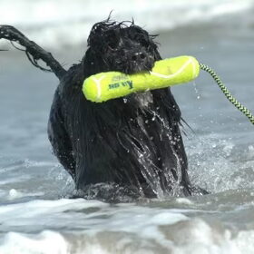 De Portugese waterhond in zijn element. Lekker apporteren uit…