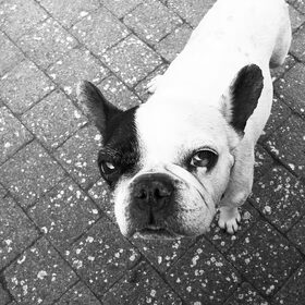 Mijn eerste Franse bulldog, Otto ! 28/03/1998-07/11/2010