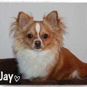 Jay 25-1-2011