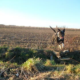 januari 2011 .. ja hoor springen maar!