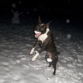 sneeuwballen..