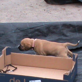 Darcy - eerste keer buiten