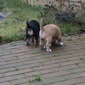 Darcy en Gera - eerste keer buiten