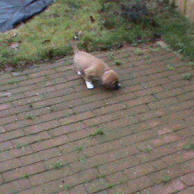 Darcy - eerste keer buiten