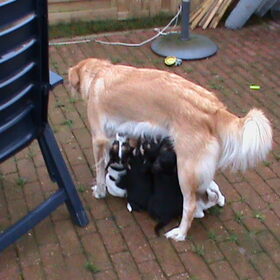 Mama Rexi, Darcy en Gera met nestgenoten - eerste keer buiten