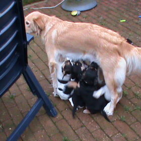 Mama Rexi, Darcy en Gera met nestgenoten - eerste keer buiten