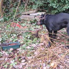 Pépé in de tuin 4