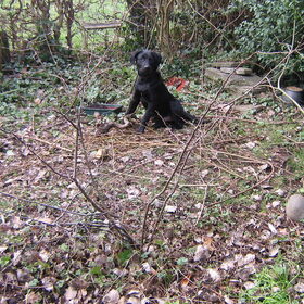 Pépé in de tuin 16