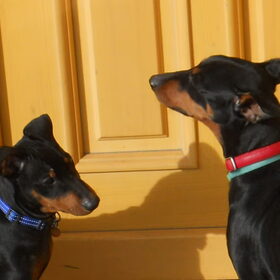 Hondenfoto van Marleen , Blacky & Justy