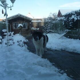 brando in de sneeuw