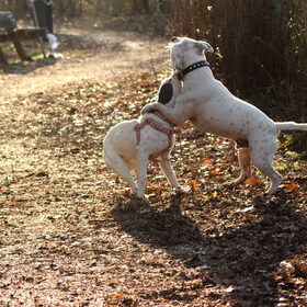 Hondenfoto van alex en lady