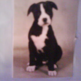rocco als pupje