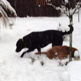 sneeuw, wat een pret voor de kleine maar een ramp voor de grote