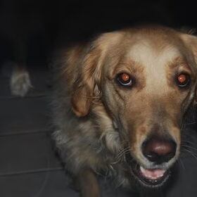 Lieve buddy.