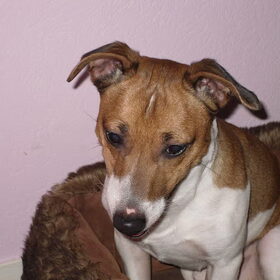 Tico de Vader van de pups