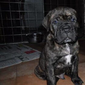 Bullit 5,5 oud.