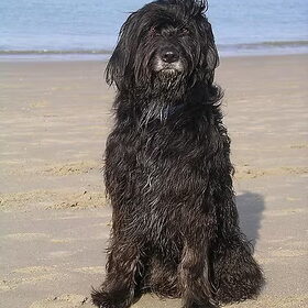Desra, de hond van mijn ouders. Kruising bouvier/labrador.