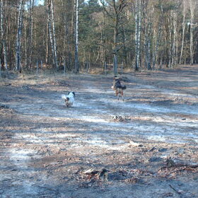 Hondenfoto van liesbeth,Turbo,Luna, Levi en Faith