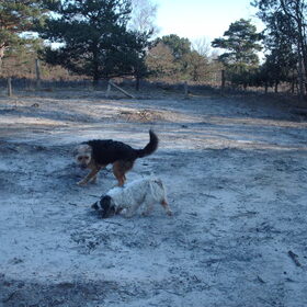 Hondenfoto van liesbeth,Turbo,Luna, Levi en Faith