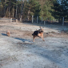 Hondenfoto van liesbeth,Turbo,Luna, Levi en Faith