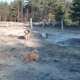Hondenfoto van liesbeth,Turbo,Luna, Levi en Faith