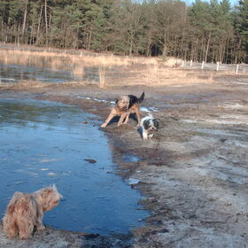 Hondenfoto van liesbeth,Turbo,Luna, Levi en Faith
